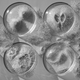 Illustration for article titled These Paper Models of Microbes and Cells Are Beautiful